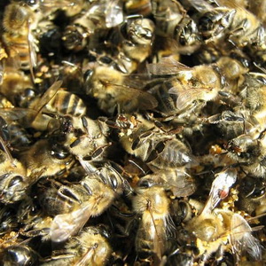 подмор пчелиный